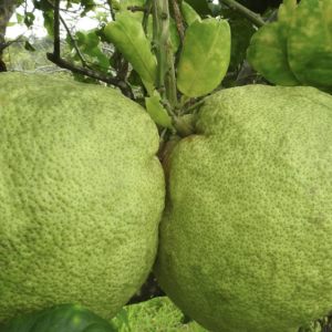 Dabbakaya - Pickle Lemon